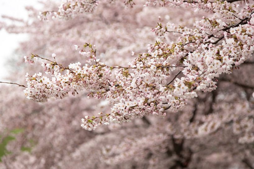 flowers in copenhagen | blossom tree by Karijn | Fine art Natuur en Reis Fotografie