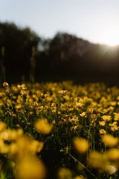 Feld voller Butterblumen von Anne van Wijk