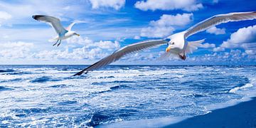 Seagulls and Nothern Sea sur Jörg Hausmann