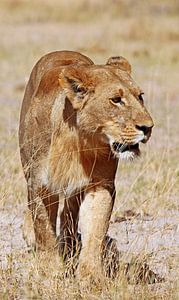 Lioness, Africa wildlife van W. Woyke