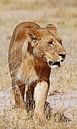 Löwin, Afrika wildlife von W. Woyke Miniaturansicht