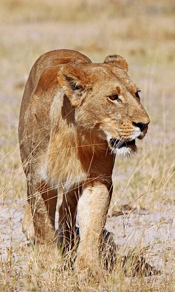 Löwin, Afrika wildlife von W. Woyke
