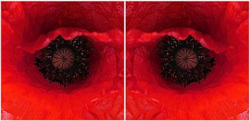 Die Augen einer Mohnblume von ASTR