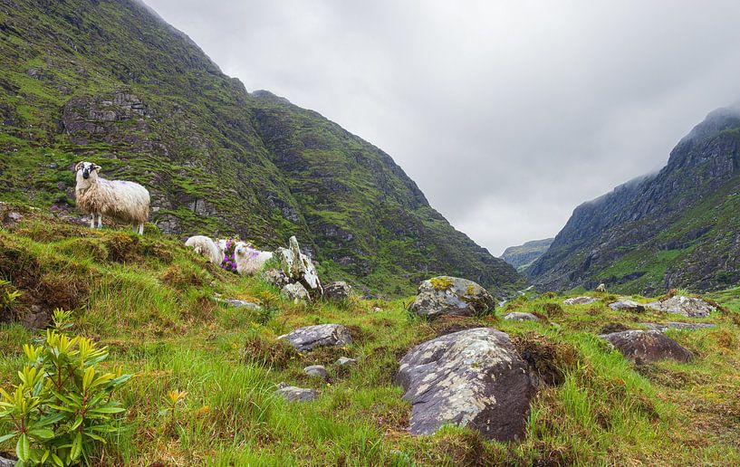 Gap of Dunloe - Killarney (Irland) von Marcel Kerdijk