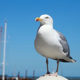 White seagull by Torsten Krüger