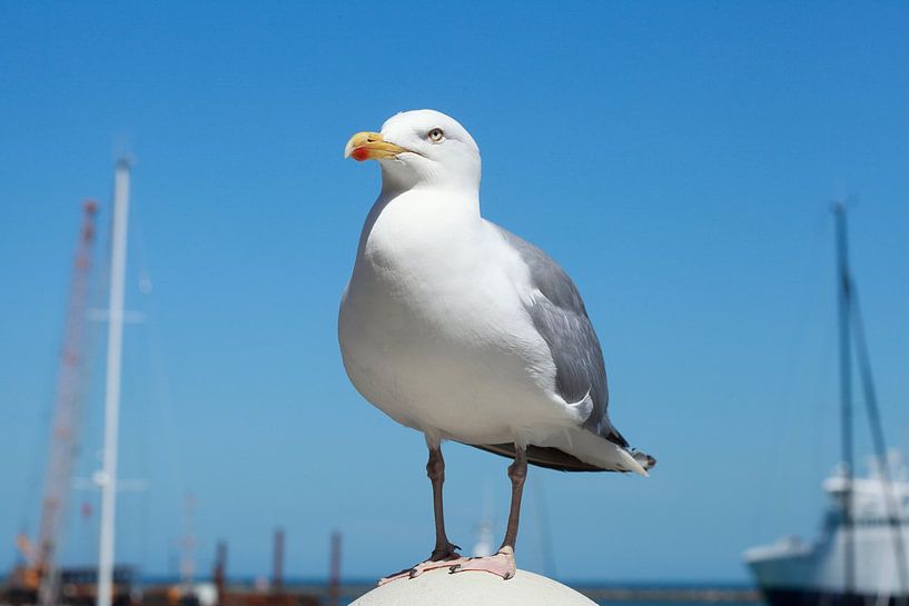 Weiße Seemöwe von Torsten Krüger