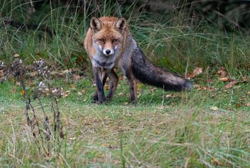 Fox by Merijn Loch