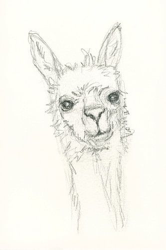 Portrait d'alpaga