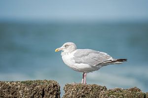 Heringsmöwe auf einem Strandpfahl von John van de Gazelle