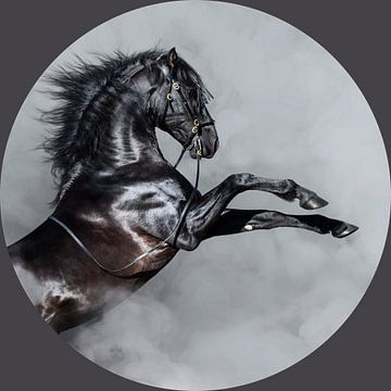 Black Beauty paard van @Unique