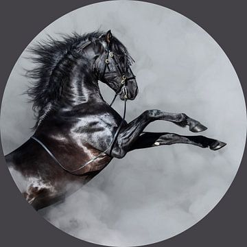 Black Beauty horse by @Unique
