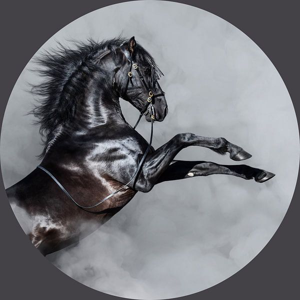 Black Beauty horse by @Unique