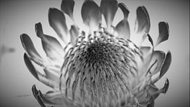 Inspirierende Blume Herz von Hannelore