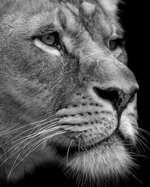 Close up van een leeuwin in zwart wit van Patrick van Bakkum