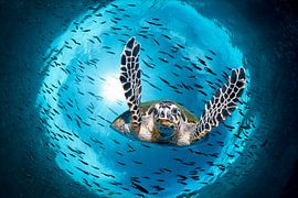 Green turtle dives.