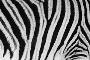 Détail en noir et blanc de la fourrure d'un zèbre des steppes / zèbre - Etosha, Namibie