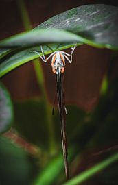 Visages drôles - 3 sur Shanna van Mens Fotografie