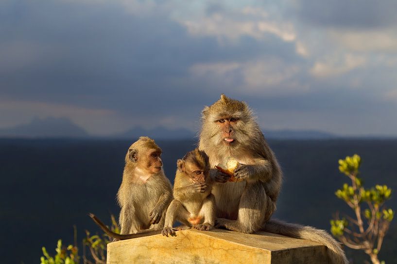 Javaneraffen (Macaca fascicularis) von Dirk Rüter
