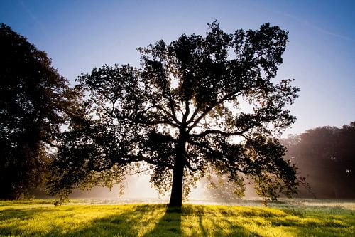 Tree in rising sun by Fred Konings