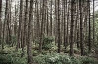 gruwel bos van Marco Jansen thumbnail