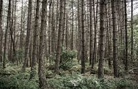 horror forest