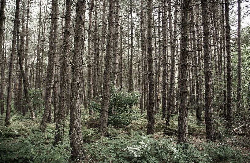 forêt enchantée par Marco Jansen