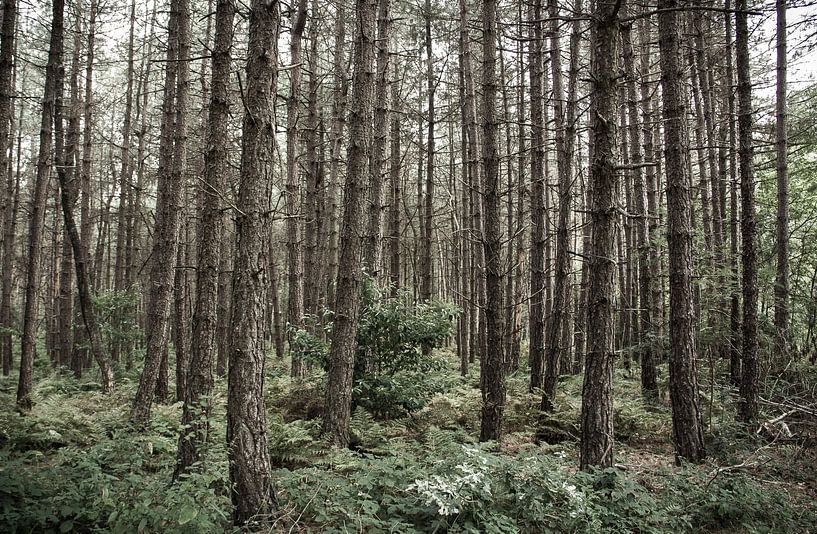 gruwel bos van Marco Jansen