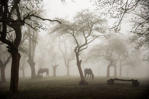 Paarden in een mistige boomgaard van Denisa VLAICU