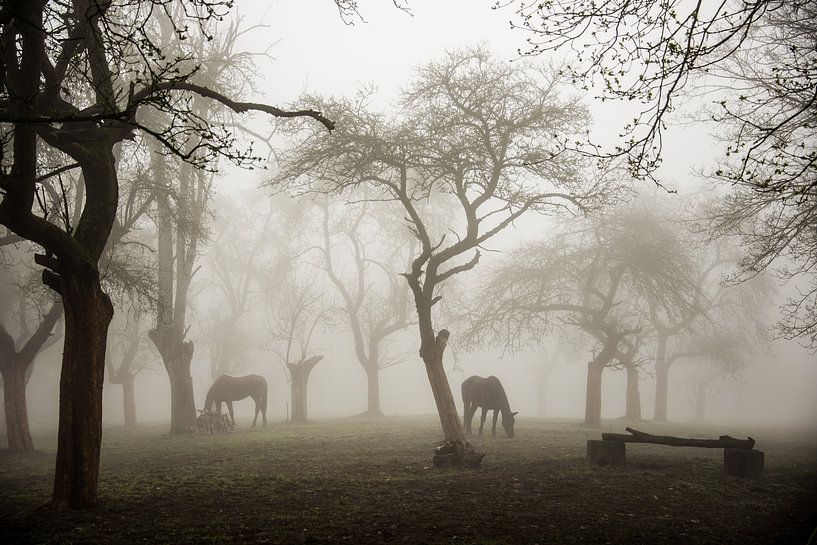 Pferde in einem nebligen Obstgarten, Denisa VLAICU von 1x