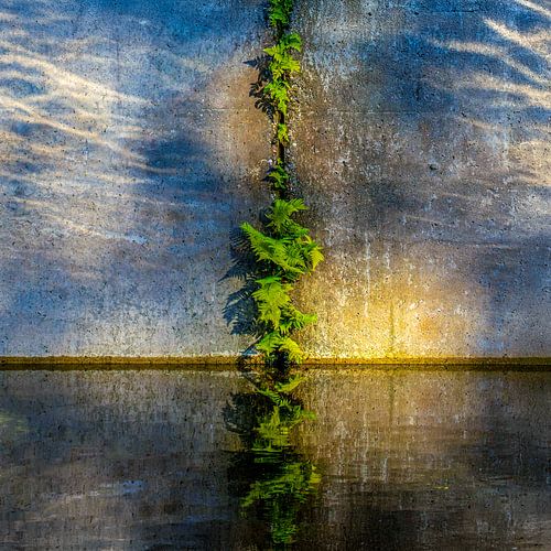 Growth and reflection on concrete and water