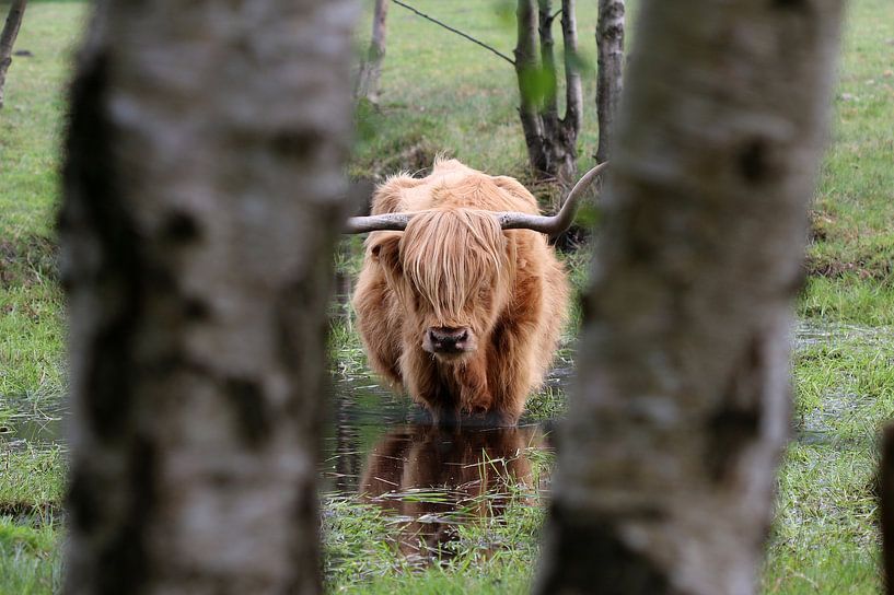 Scottish Highland cattle by Matthias Brix