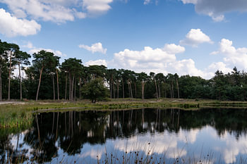 Trees and the clouds reflection in the water.