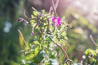 purple pink flowers at sunset Utrecht nature
