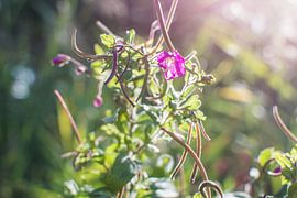 purpurrosa Blüten bei Sonnenuntergang Utrecht Natur von Lisanne Koopmans