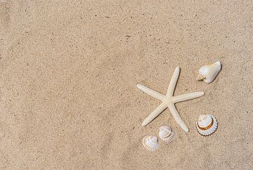 Étoile de mer et coquillages sur une plage de sable sur Alex Winter