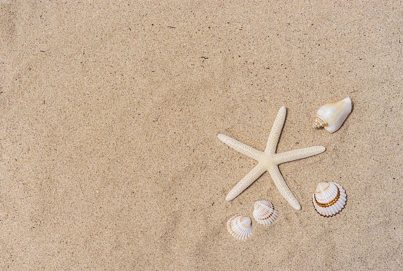 Starfish and seashells on sand beach by Alex Winter