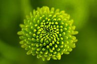 Chrysant | bloem | groen van Marianne Twijnstra thumbnail