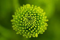 Chrysanthemum | flower | green