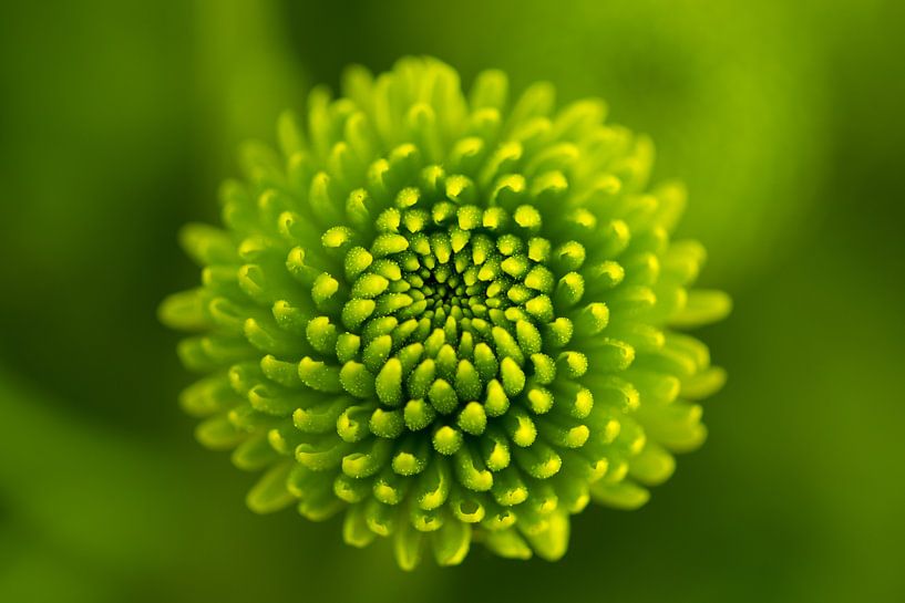 Chrysant | bloem | groen van Marianne Twijnstra