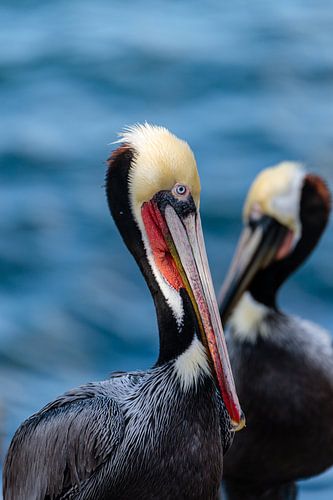 Portret van twee bruine pelikanen in La Jolla van MvdW Media / Manon van de Wiel