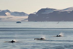 Drei Orca's in der Landschaft der Antarktis