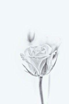 De schoonheid van de witte roos. van Ellen Driesse