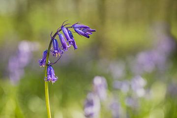 Jacinthe sauvage ou boshyacinthe (Hyacinthoides non-scripta) sur Carola Schellekens