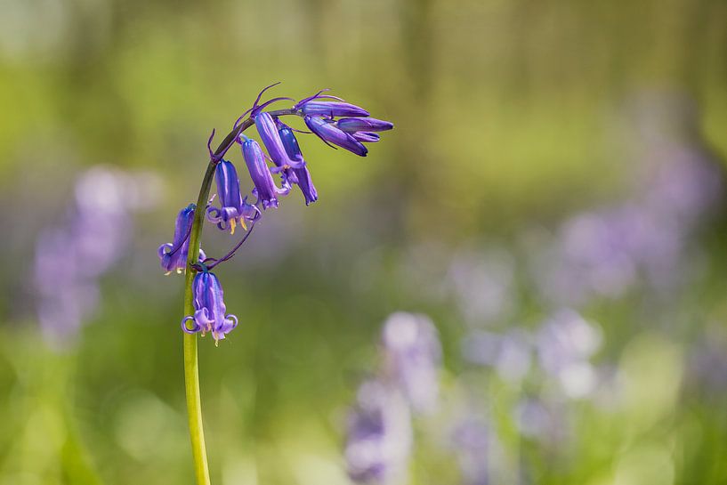 Wild Hyacinth or Boshyacinth (Hyacinthoides non-scripta) by Carola Schellekens