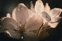 Apple Blossom