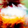 Fleurs abstraites modernes sur Sander van Laar