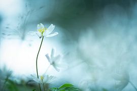 Stille in der Blüte Buschwindröschen von Nanda Bussers