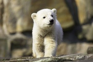 Ursa Minor