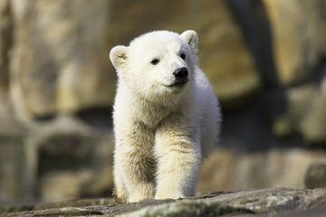 Kleiner Eisbär