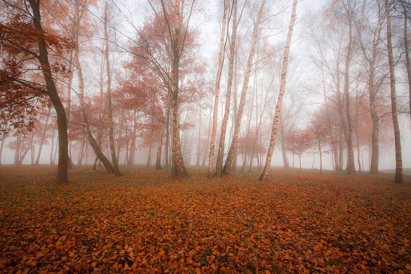 birch forest by Bart Liesenborgs
